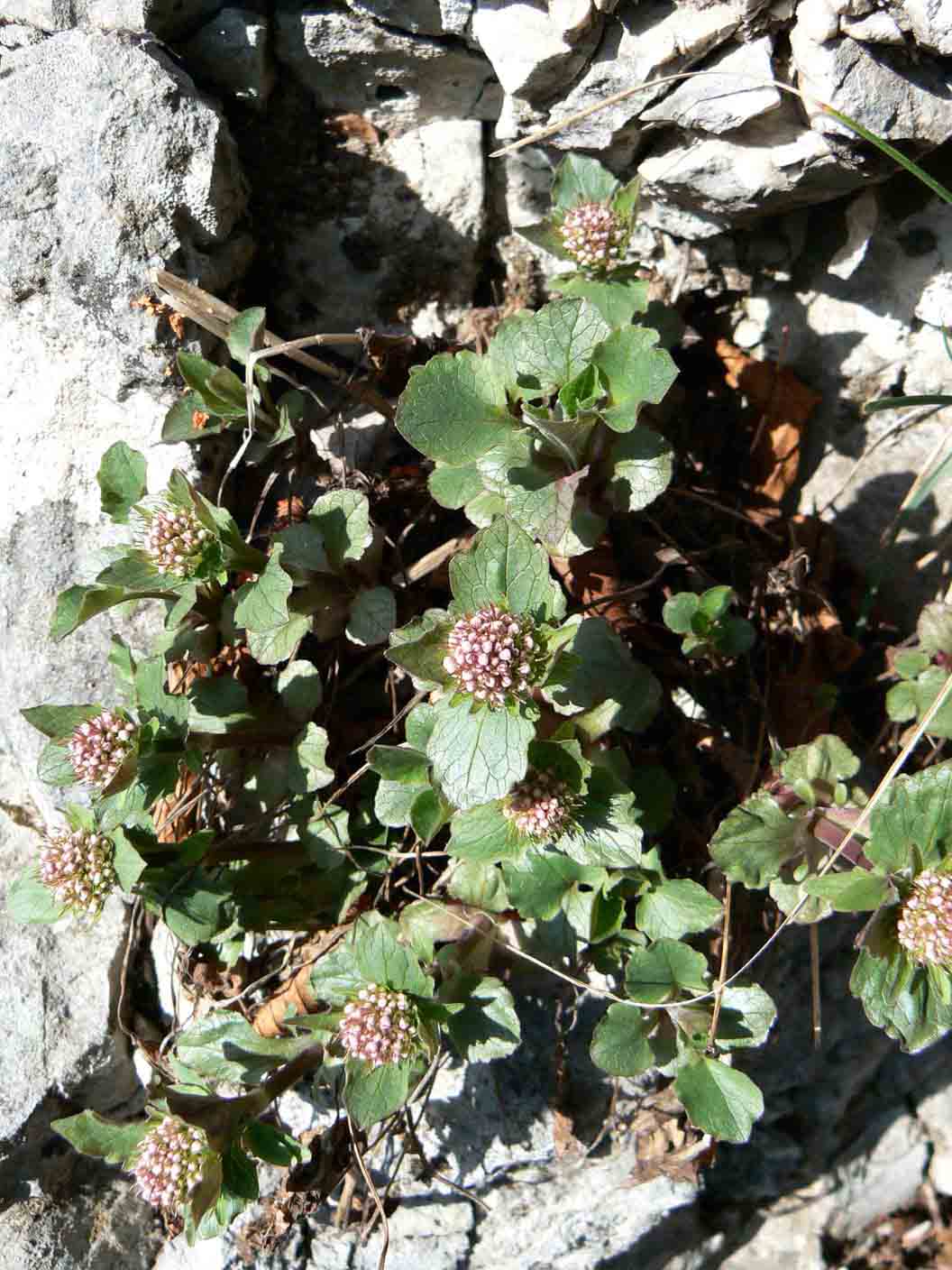 pianta da ID - Valeriana sp.